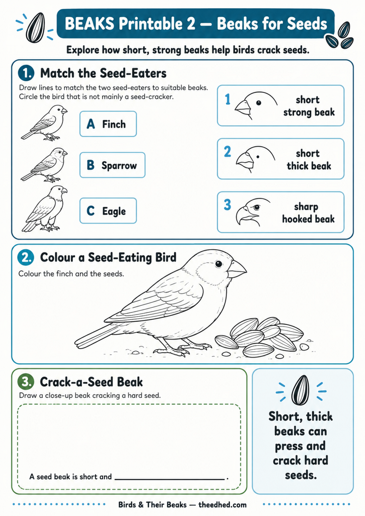 A children's educational worksheet titled 'BEAKS Printable 2 - Beaks for Seeds' with three activity panels: matching bird beaks to seed-earers, coloring a seed-eating bird, and drawing a seed-beak close-up. The page has a white background with blue and black text and line art.