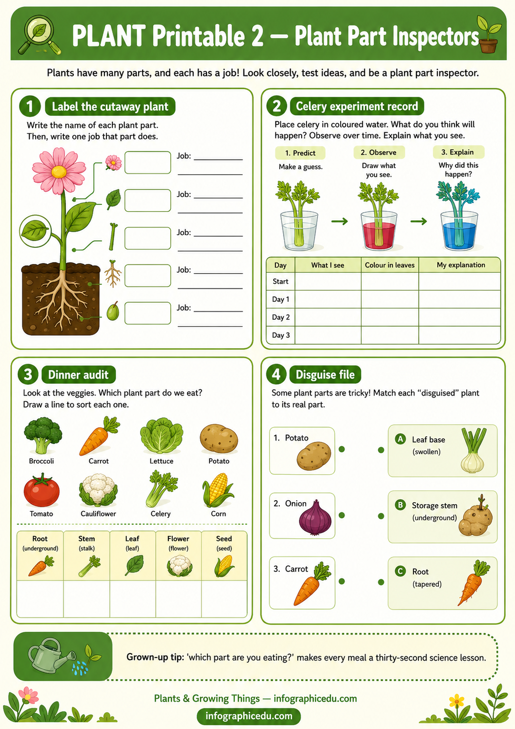 Plants & Growing – Kids Digital Infographic Course & Printable Worksheet Pack