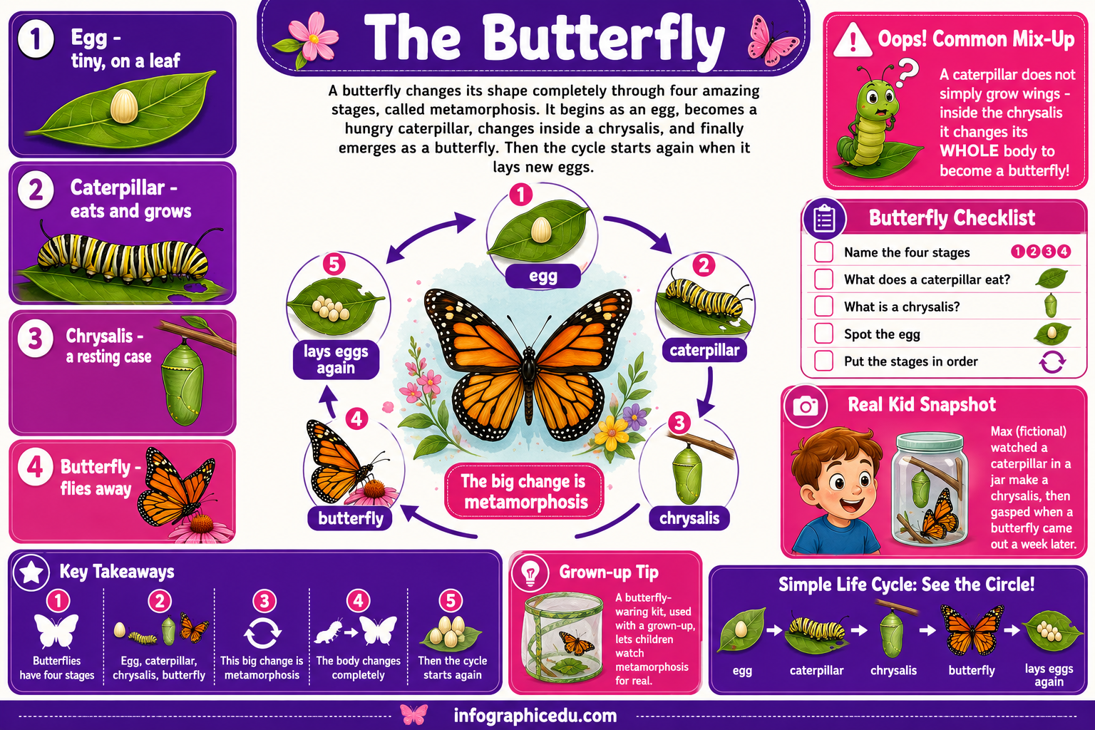 Educational infographic about the butterfly life cycle with colorful illustrations and text.