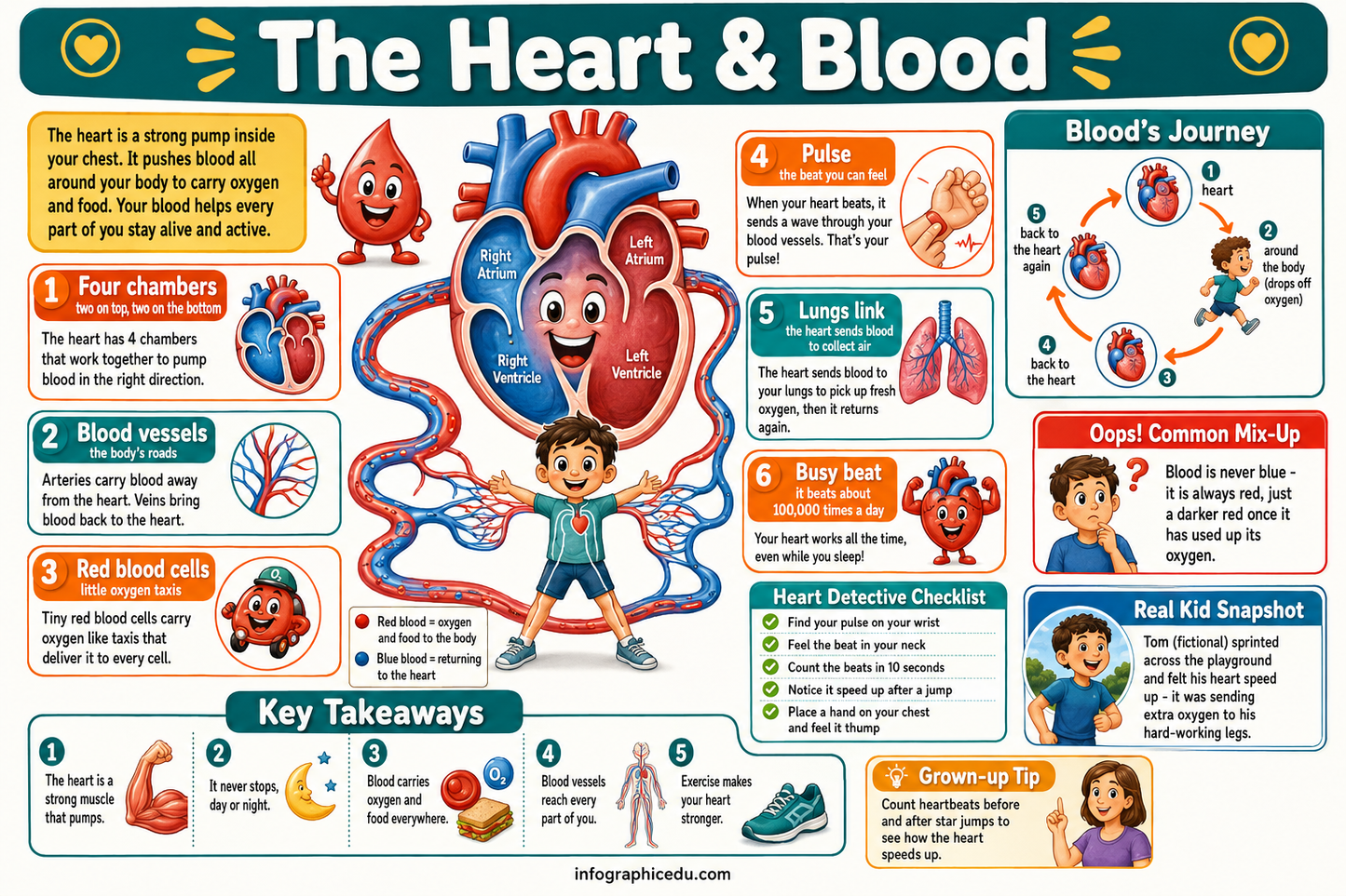 Educational poster about the heart and blood system with illustrations and text.