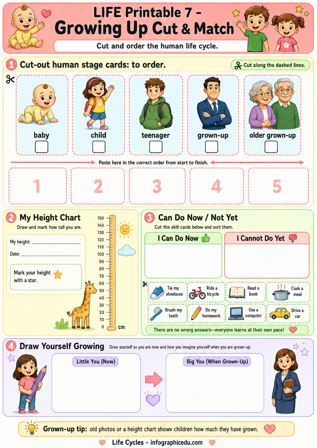 Life cycle cut and match worksheet with human stages and height chart.