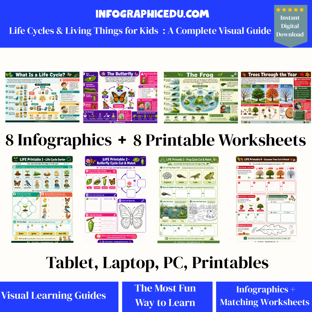 Promotional image of educational materials from Infographic Edu with life cycle infographics and worksheets.