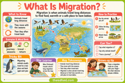 What Is Migration educational infographic for children ages 7 to 9