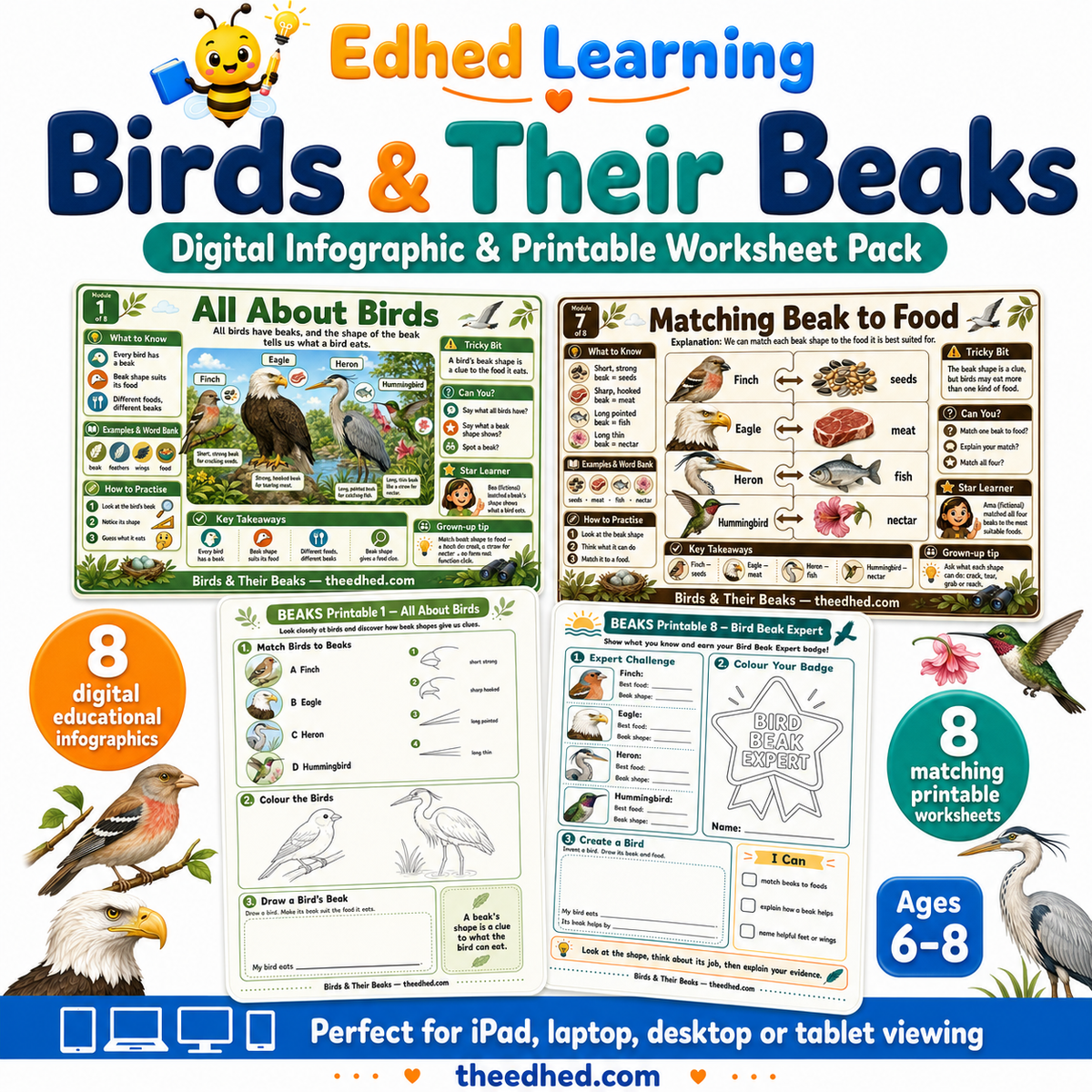 Birds & Their Beaks digital infographic and printable worksheet pack for ages 6–8 by Edhed Learning