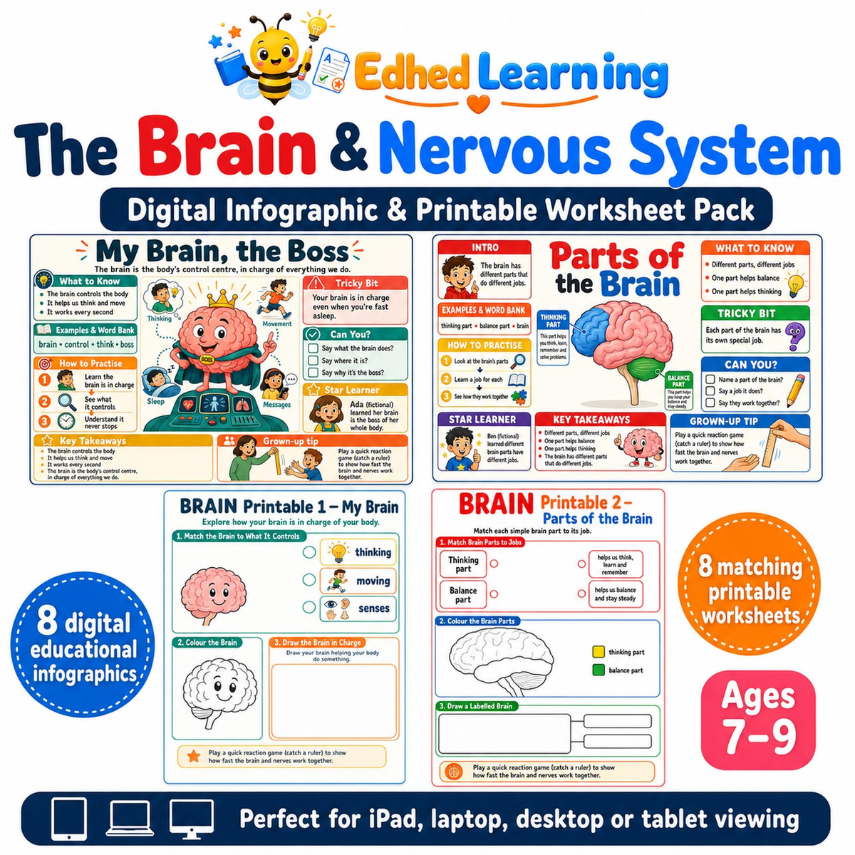 Edhed Learning The Brain & Nervous System digital course product image